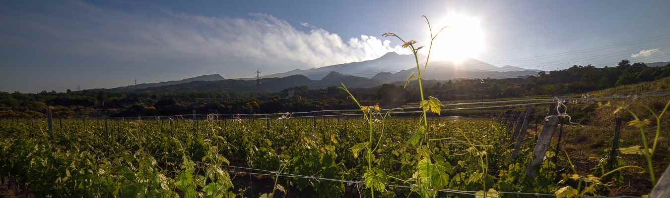 Agronomi catania